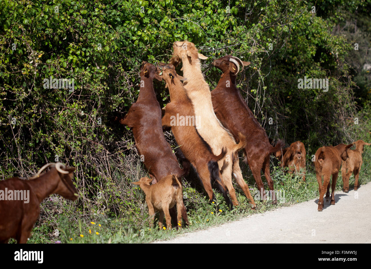 Las cabras comen desde un árbol en Prado del Rey, Sierra de Cádiz, Andalucía, España Foto de stock