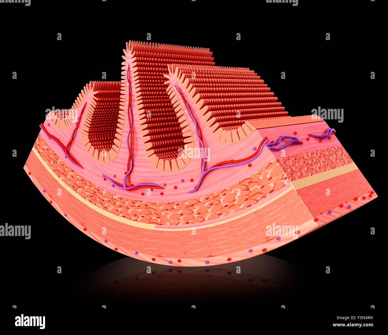 Vellosidades Intestinales, ilustración Foto de stock