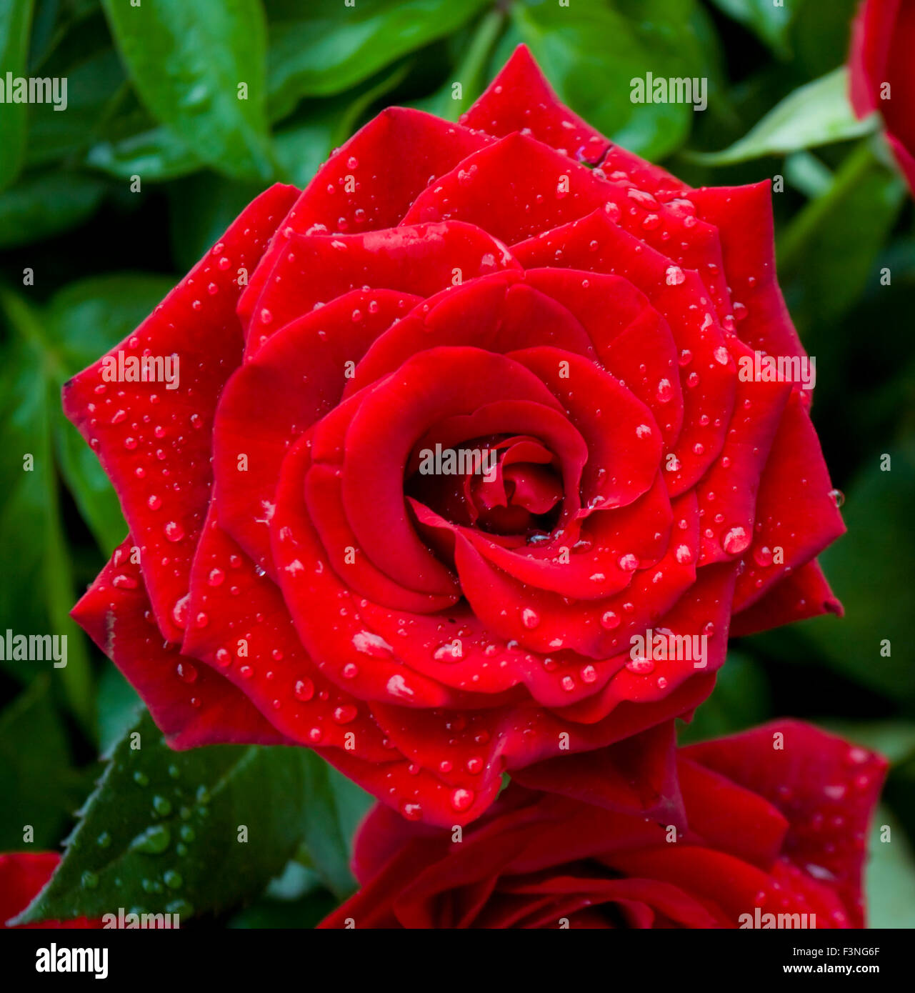 una-gran-rosa-roja-con-gotas-de-agua-f3ng6f.jpg