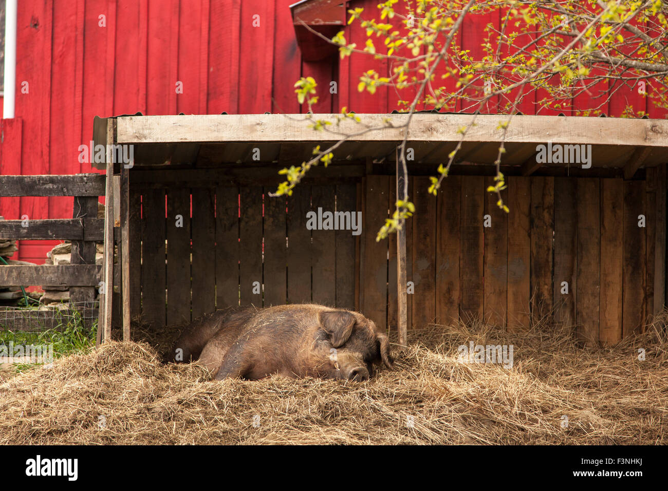 Lazy Pig en granja en Virginia Foto de stock
