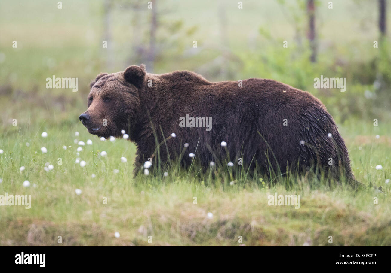 Cerrar phot sobre el oso pardo Ursus arctos, caminar en la hierba con pasto de algodón, Kuhmo, Finlandia Foto de stock