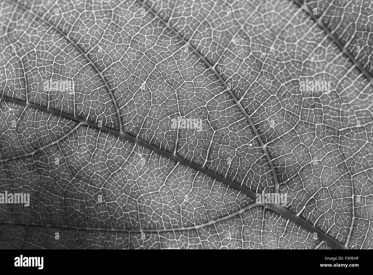 Hoja en blanco y negro Fotografía de stock Alamy