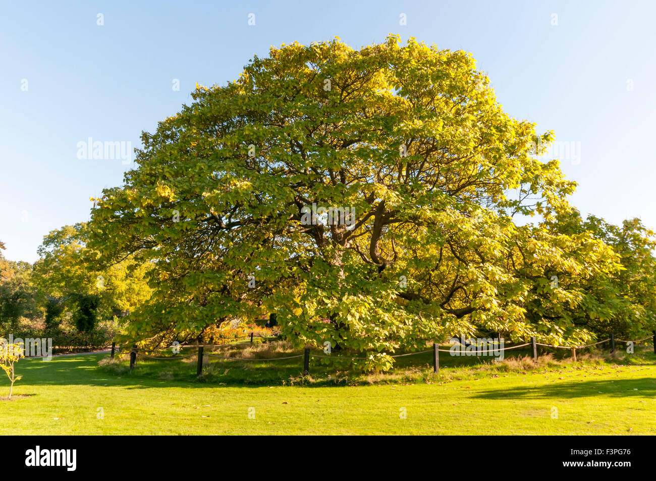 El Bean de Indias Catalpa bignonioides árbol en los jardines de Wisley en Surrey. Foto de stock