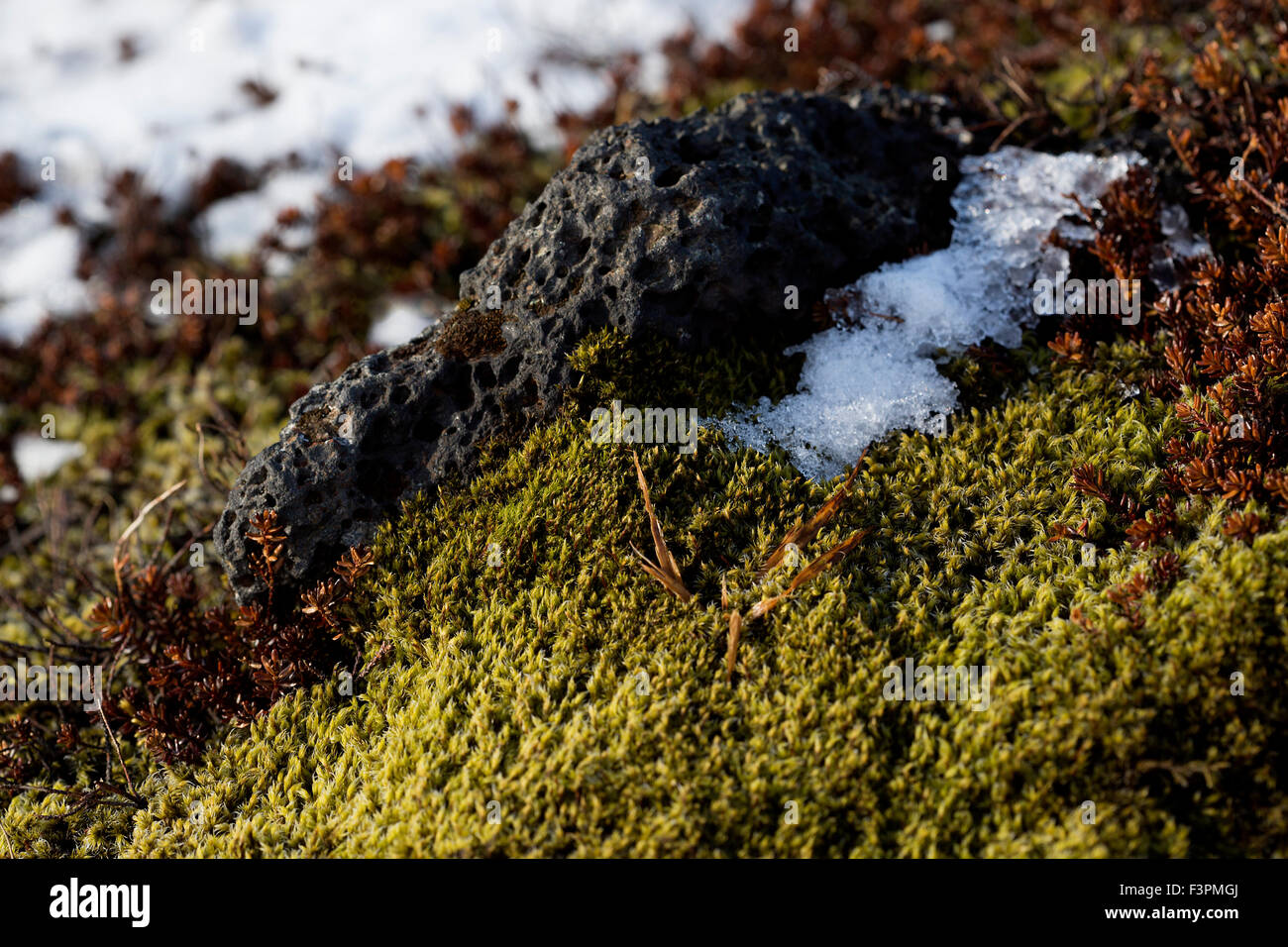 Primer plano de una frágil musgo islandés en primavera Foto de stock