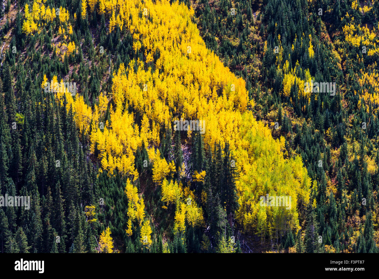 Aspen hojas de árbol gire el otoño de oro, en el centro de Colorado cerca de la montaña de cono, Montañas Rocosas, EE.UU. Foto de stock