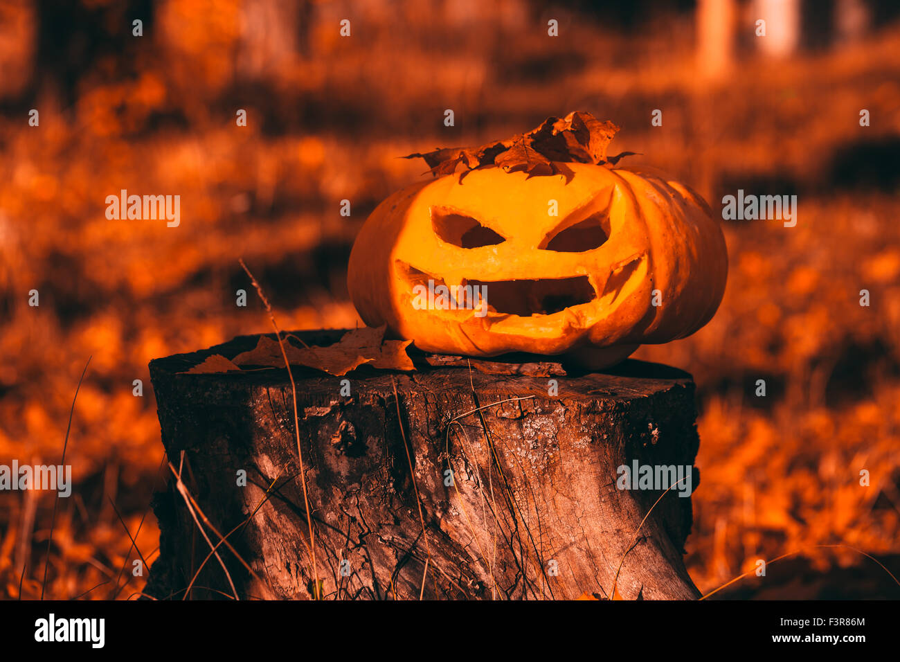 Foto de calabaza de Halloween en el bosque. Foto de stock