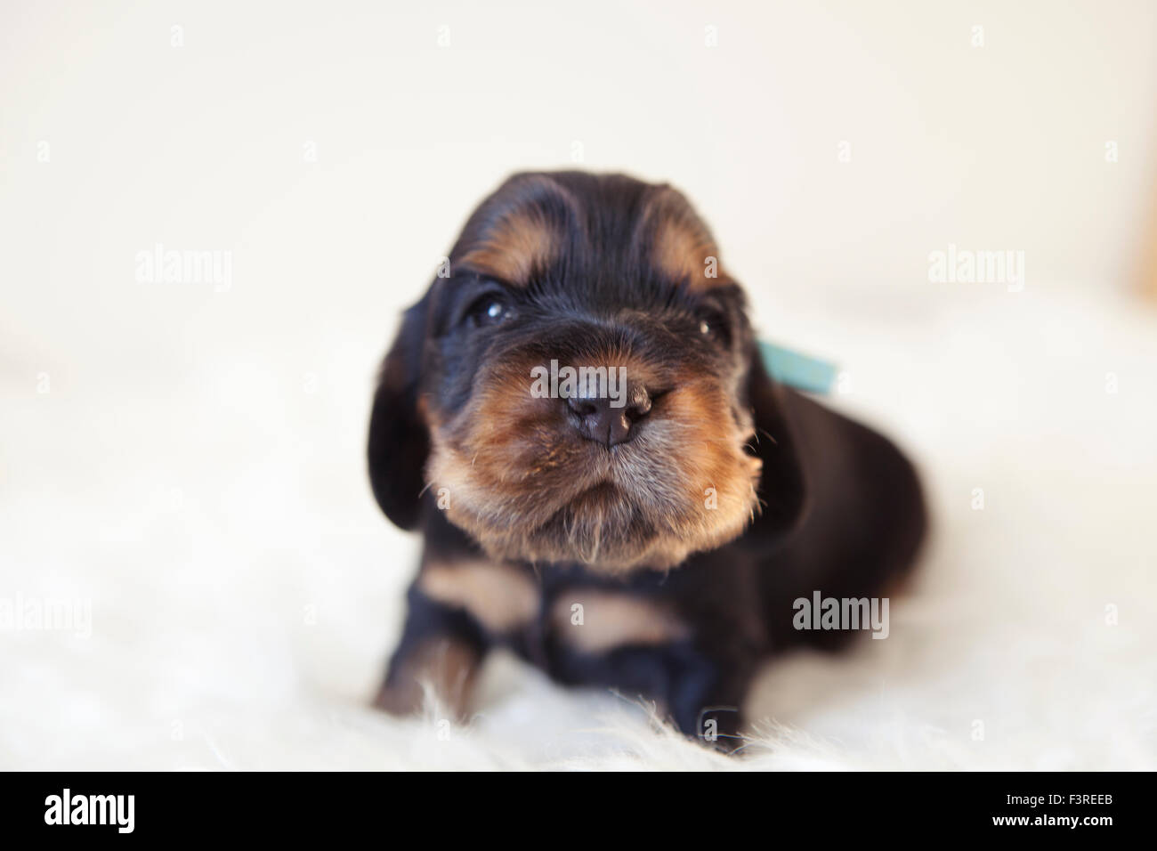 Negro Y Marron Cachorro Cocker Spaniel Ingles 10 Dias De Edad Fotografia De Stock Alamy