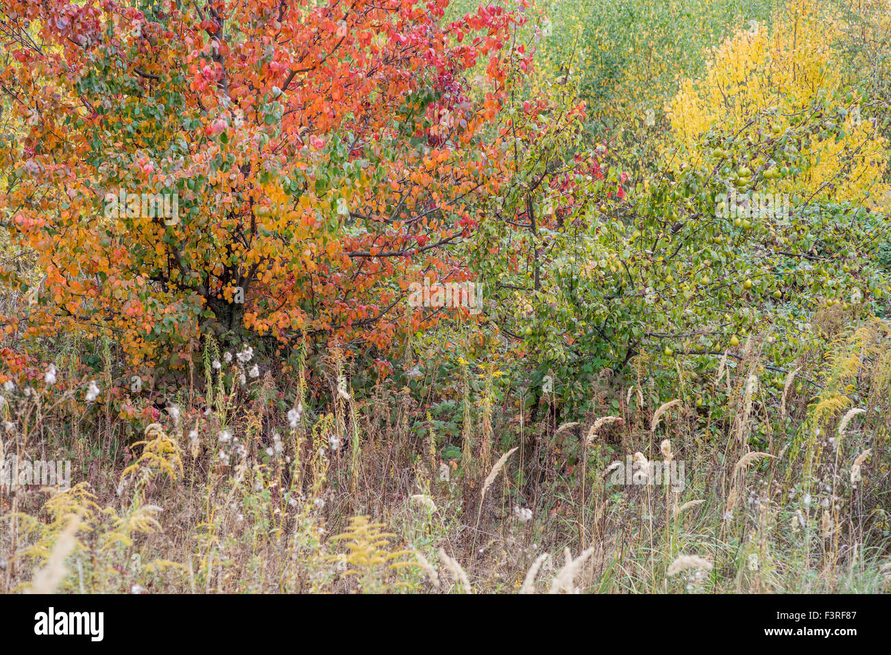 Colorido otoño hojas caer Foto de stock