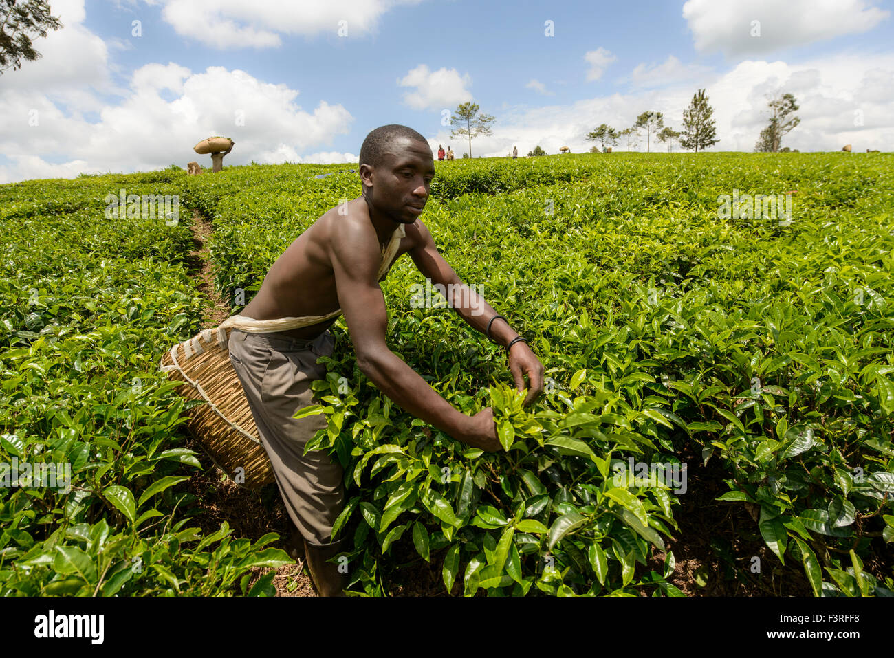 Colectores de té en Uganda, África Foto de stock