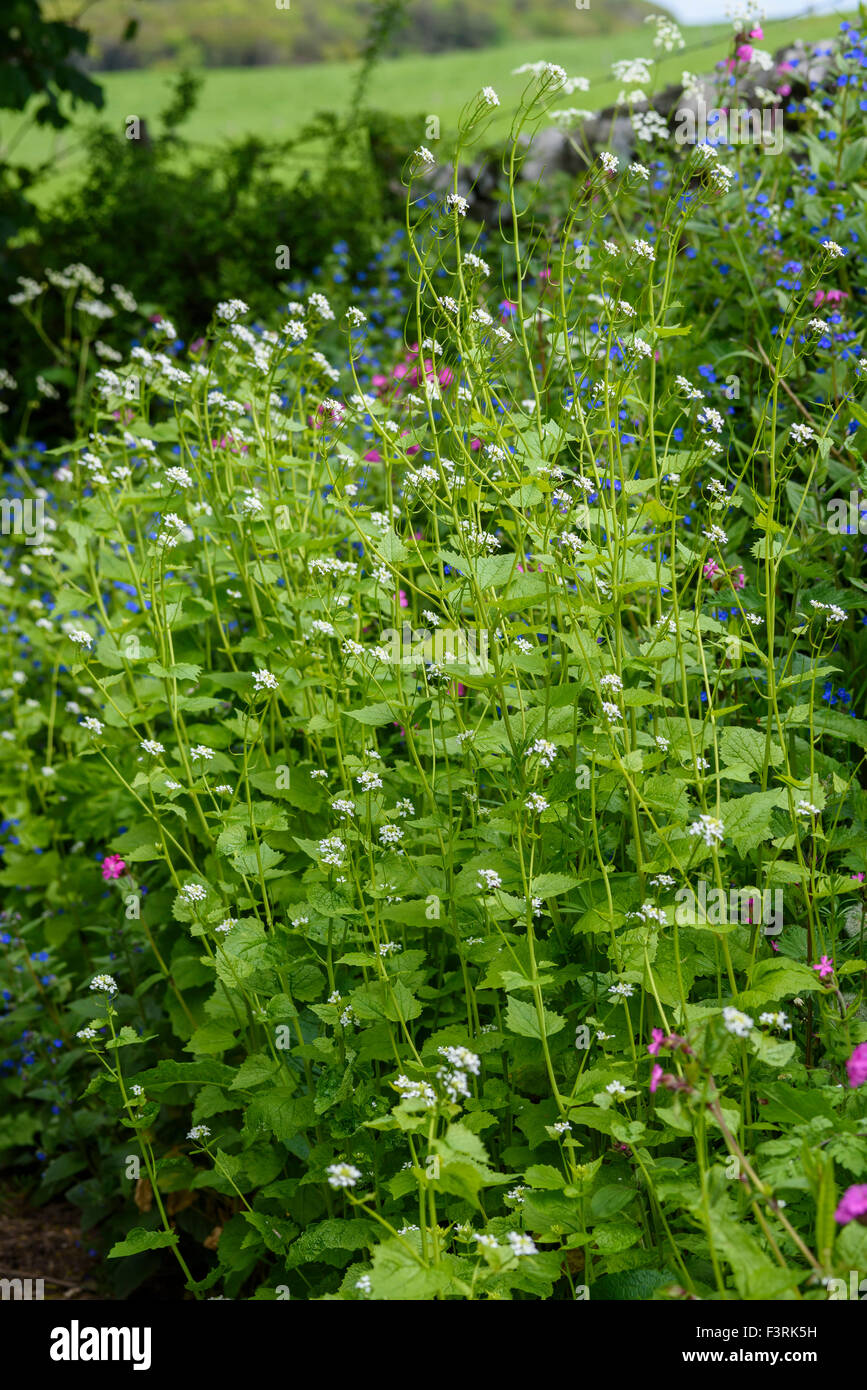 Alliaria petiolata ajo, mostaza, wildflower, Dumfries y Galloway, Escocia Foto de stock