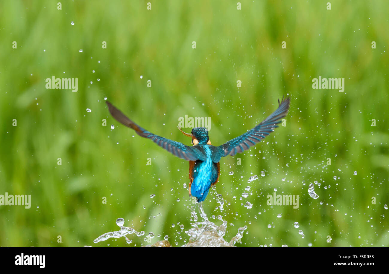Kingfisher, Alcedo atthis Foto de stock