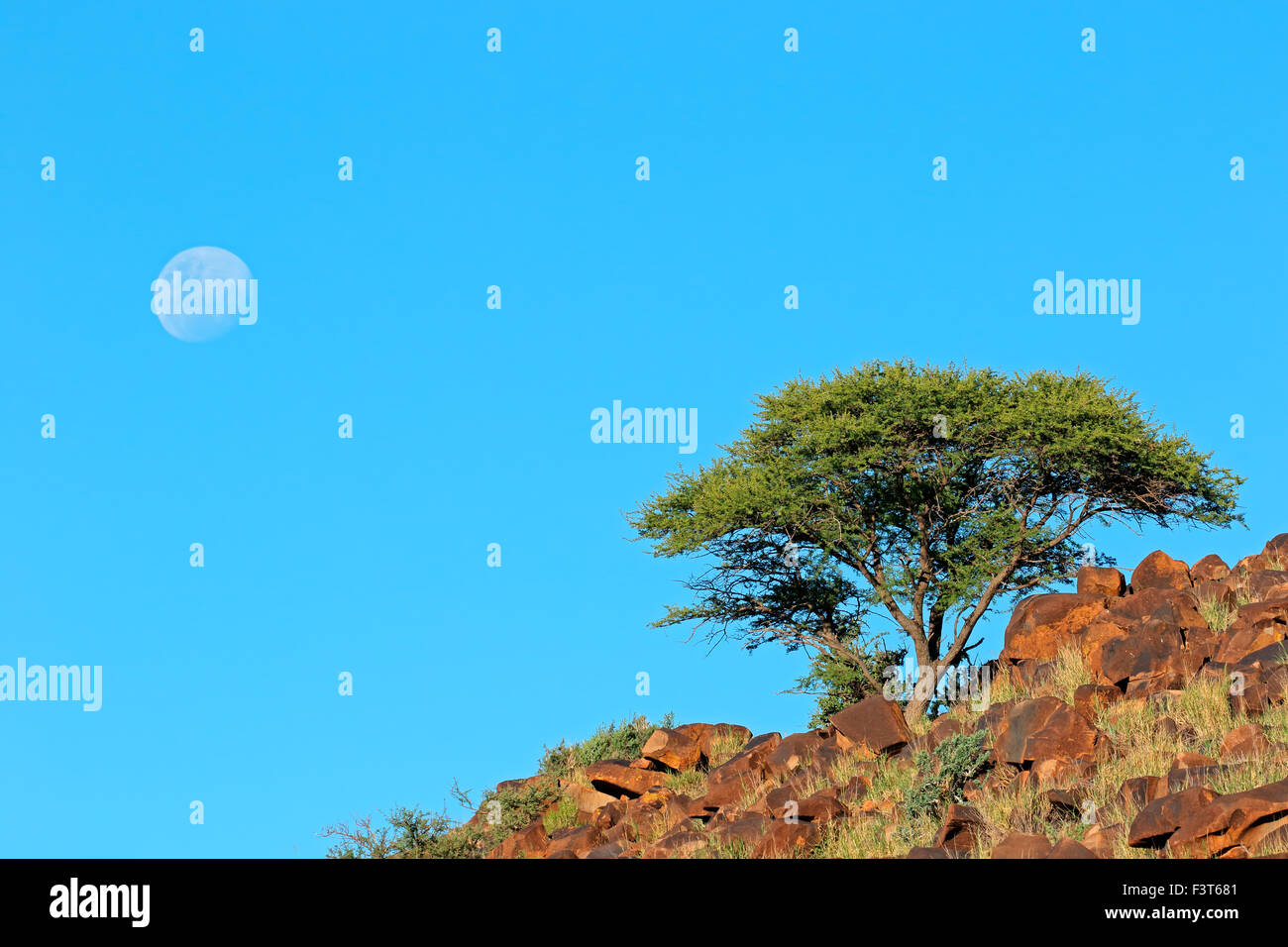 Paisaje africano con un tee de Rocky Ridge y principios de luna llena, Sudáfrica Foto de stock