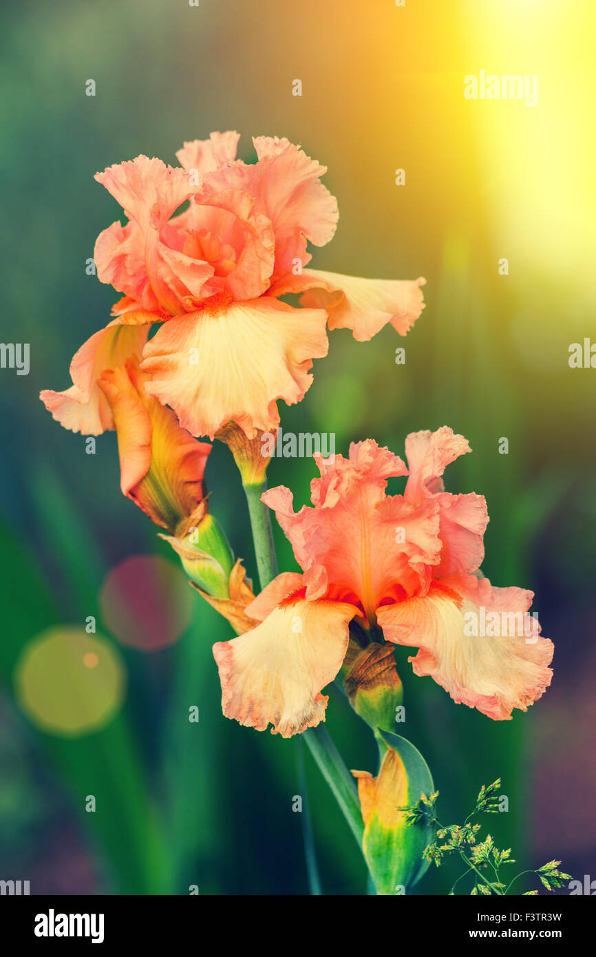 Flores de iris naranja al atardecer Foto de stock