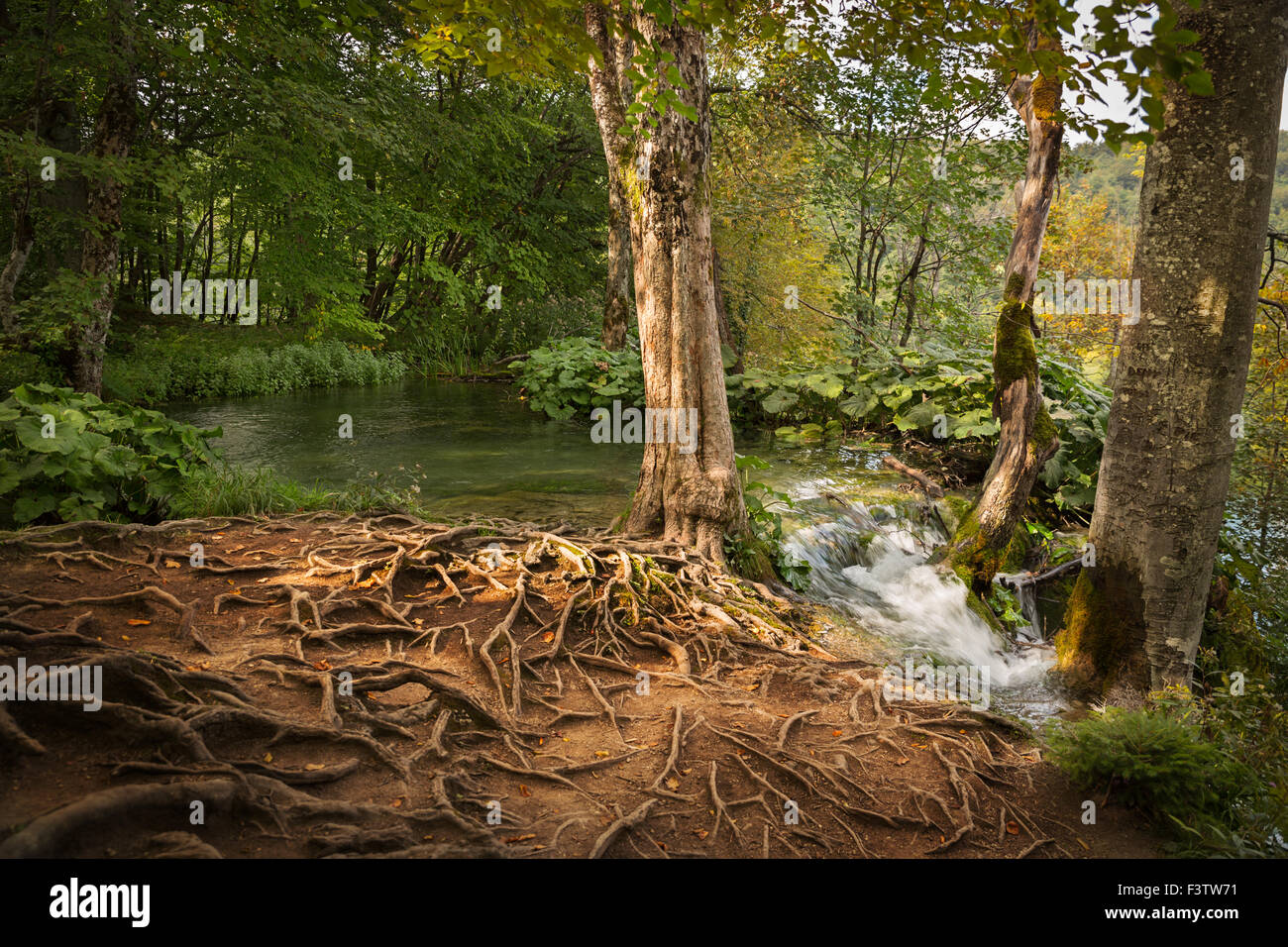 Bosque en el Parque Nacional de Los Lagos de Plitvice, Croacia Foto de stock
