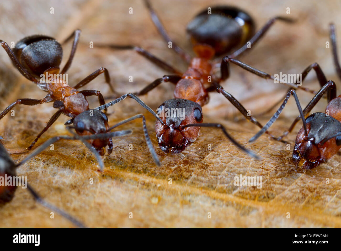 Las hormigas de madera roja (Formica rufa) trabajadores adultos azúcar en agua potable de cebo. Shropshire, Inglaterra. De abril. Foto de stock