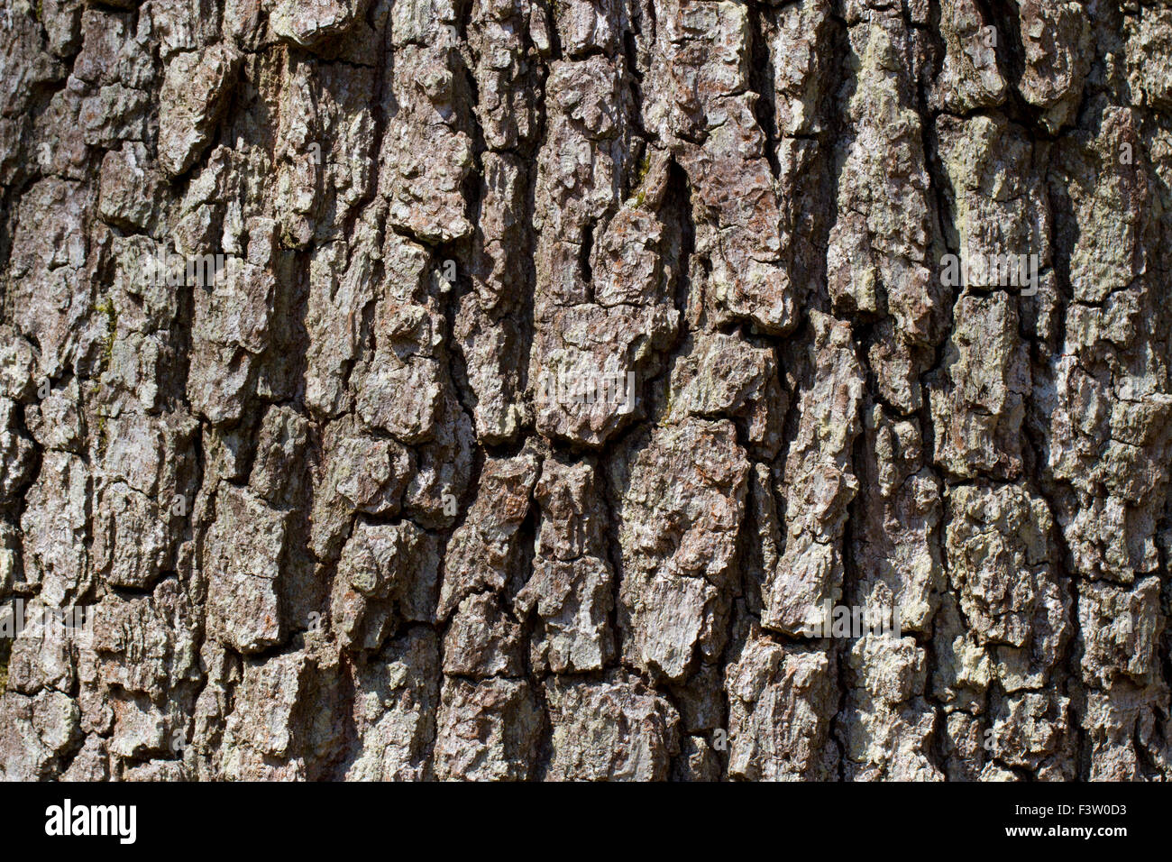 El roble albar (Quercus petraea) la corteza de un árbol maduro. Powys, Gales. De abril. Foto de stock