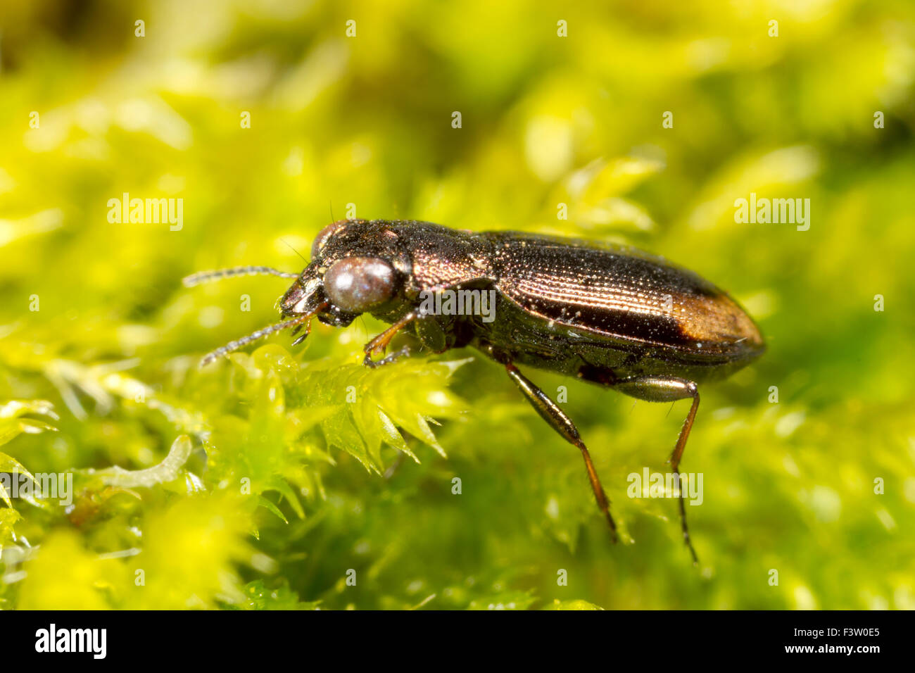 Big-eyed bronce escarabajo de tierra (Notiophilus biguttatus) entre el musgo. Powys, Gales. De mayo. Foto de stock
