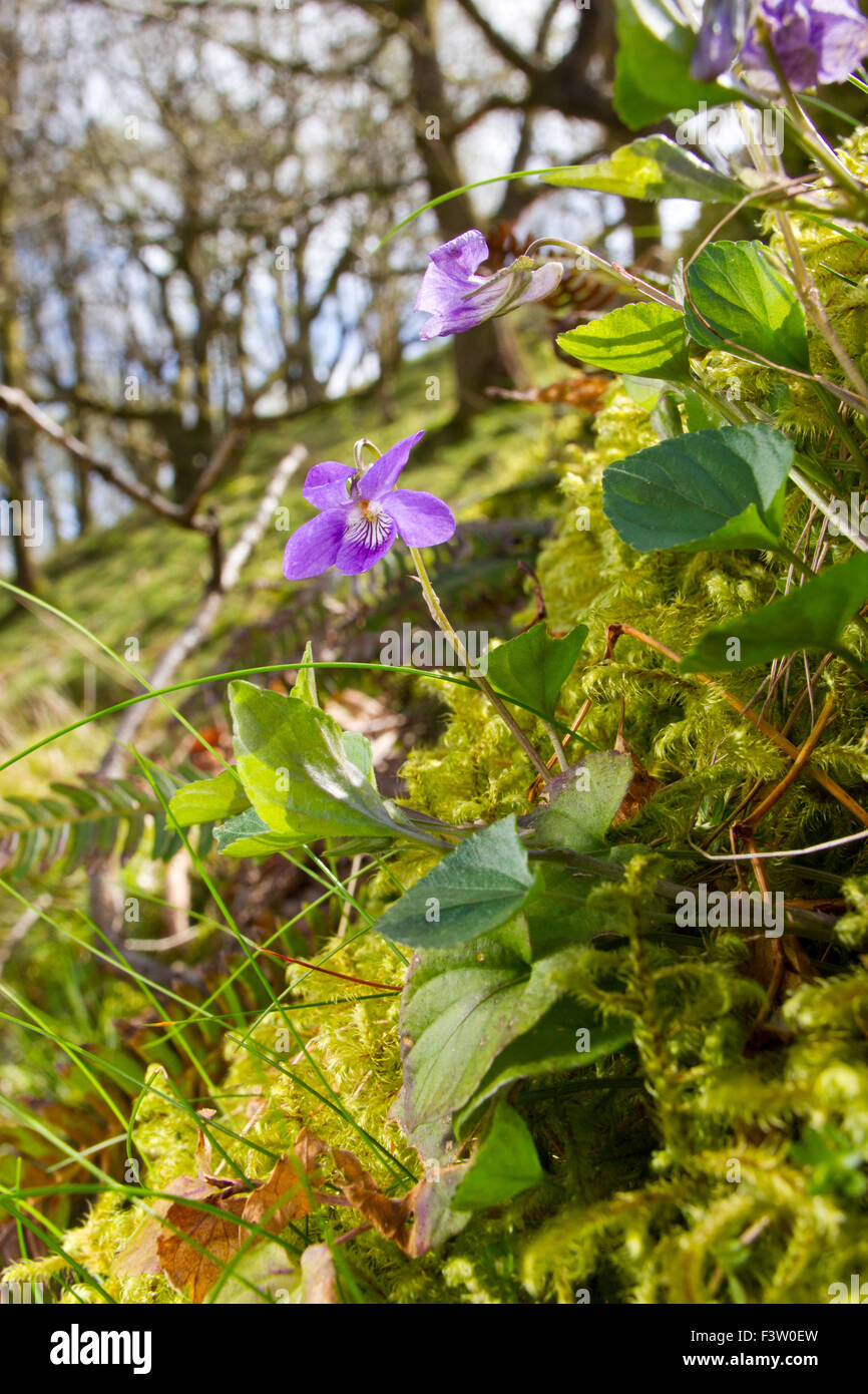 Perro común violeta (Viola riviniana) florece en los bosques de robles. Powys, Gales. De mayo. Foto de stock