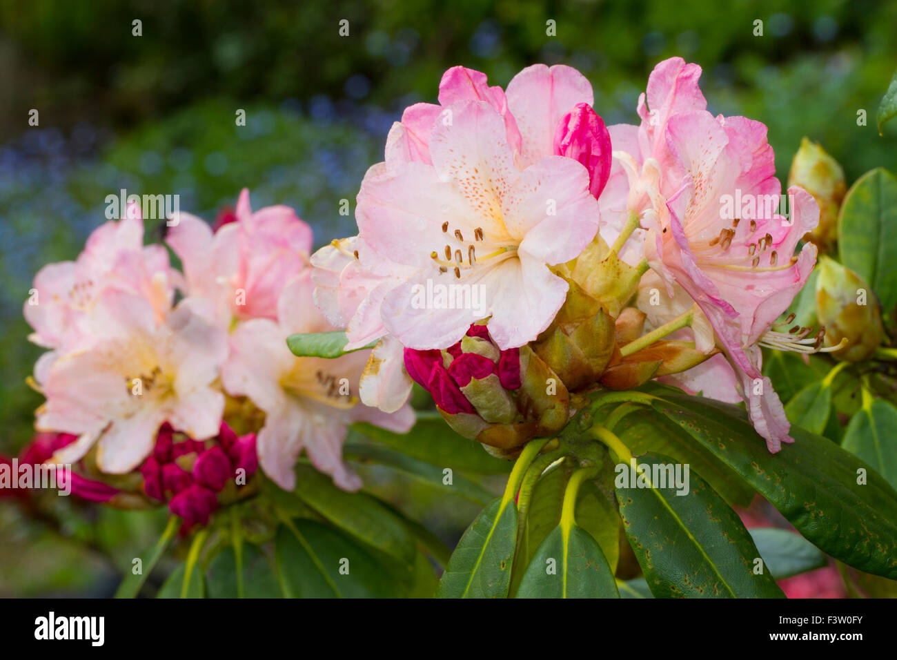 Flores de Rhododendron híbrido, variedad 'Percy Wiseman' en un jardín. Powys, Gales. De mayo. Foto de stock