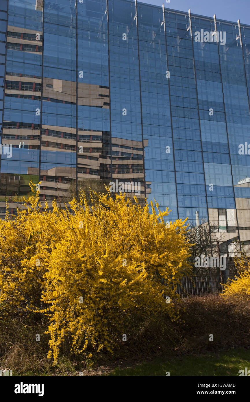 Fassade vidrio con casquillo amarillo Foto de stock