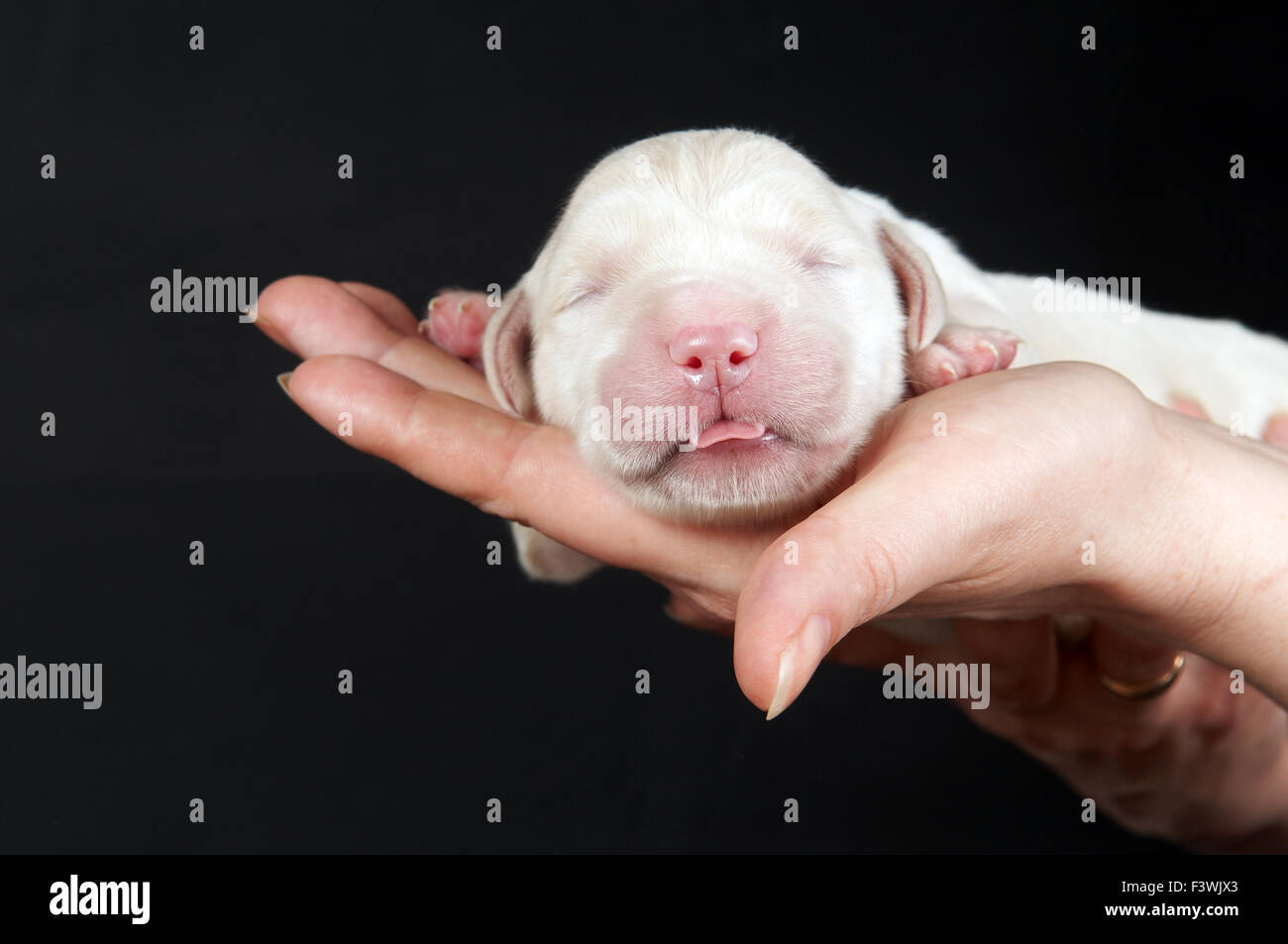 Golden retriever recién nacido fotografías e imágenes de alta resolución -  Alamy