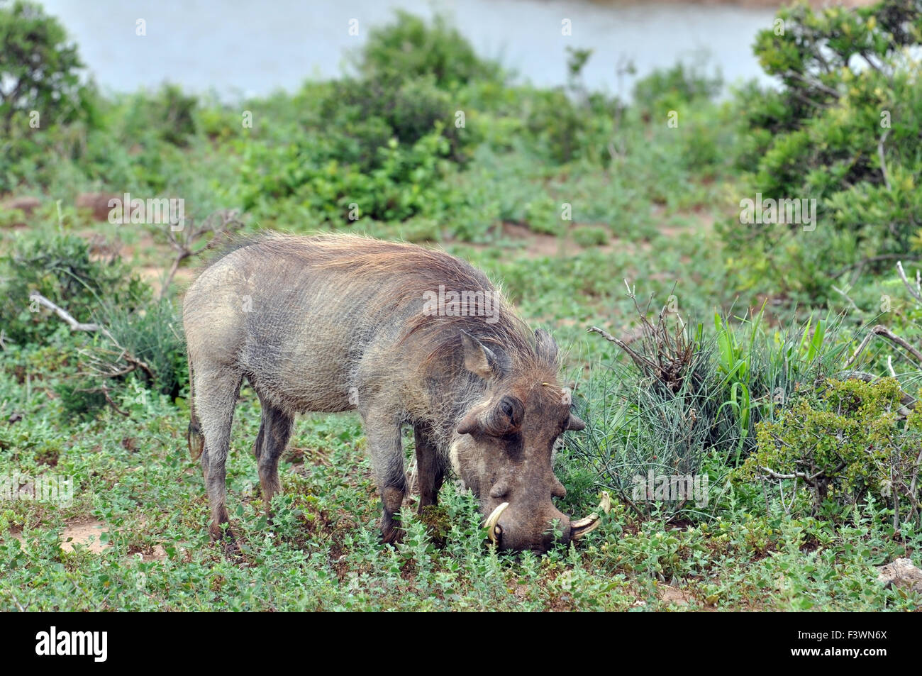La fauna africana: Warthog Foto de stock