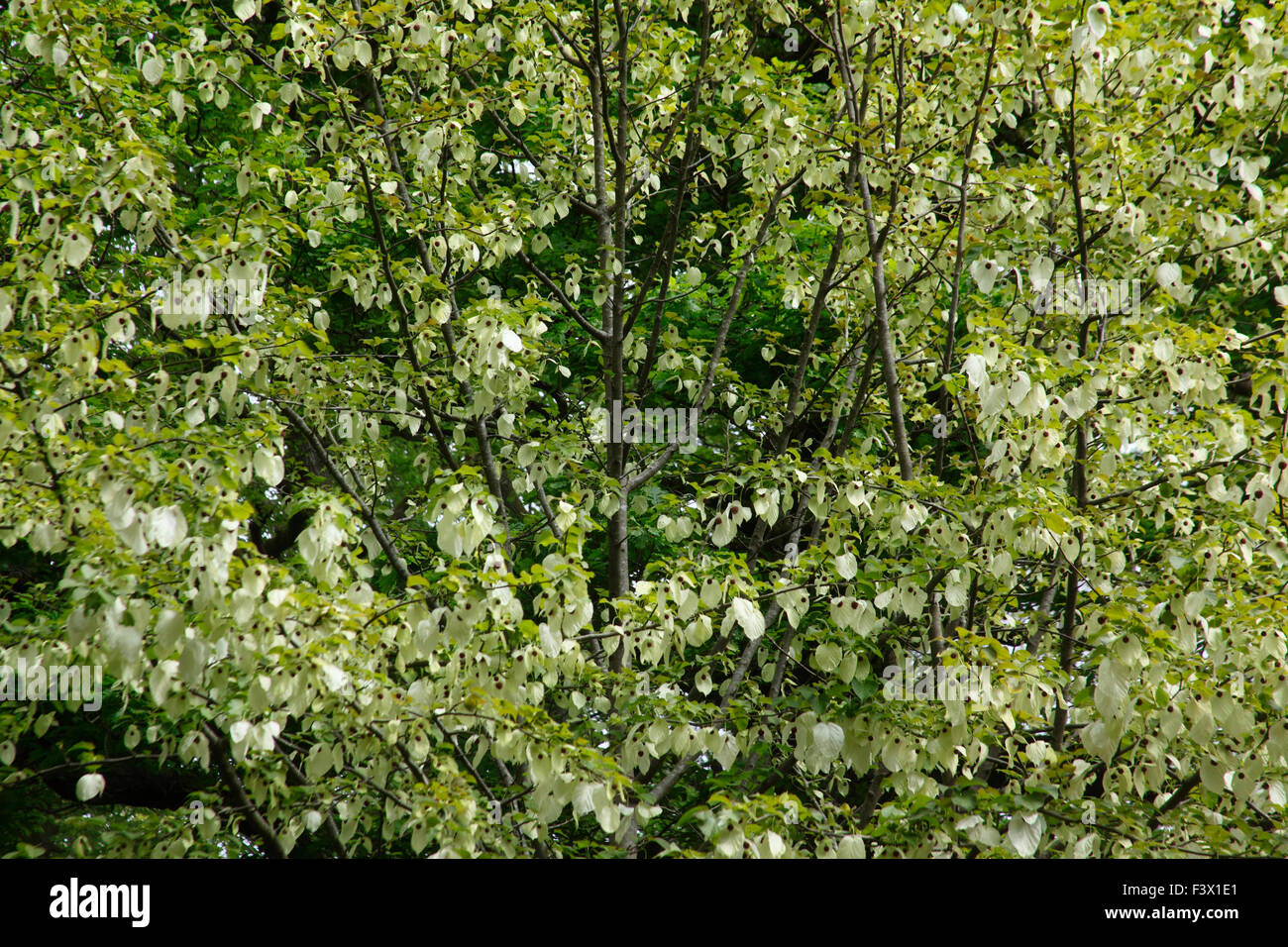 Davidia involucrata var vimoriniana arbusto en flor Foto de stock