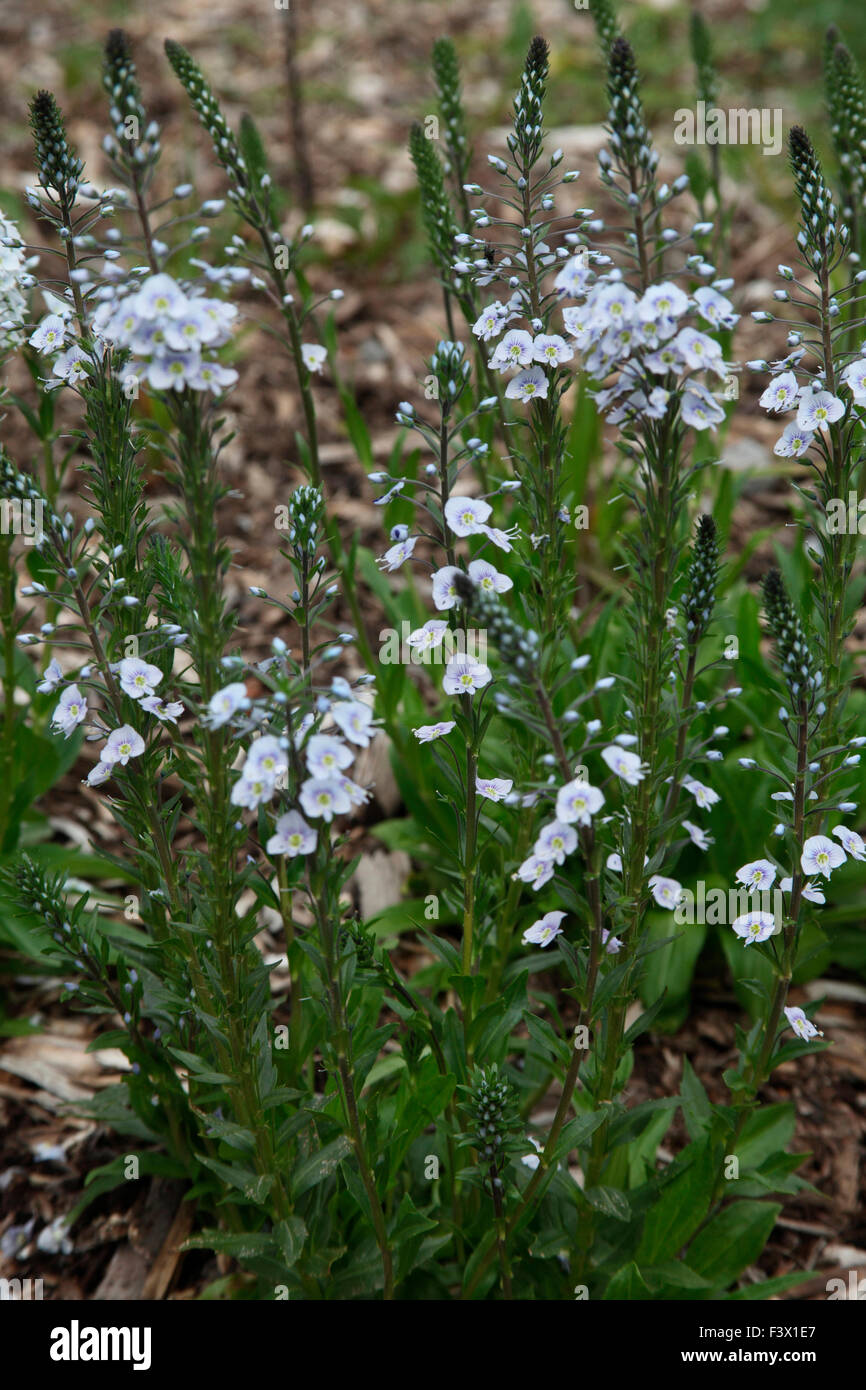 Veronica gentianoides 'Blue Streak' planta en flor Foto de stock