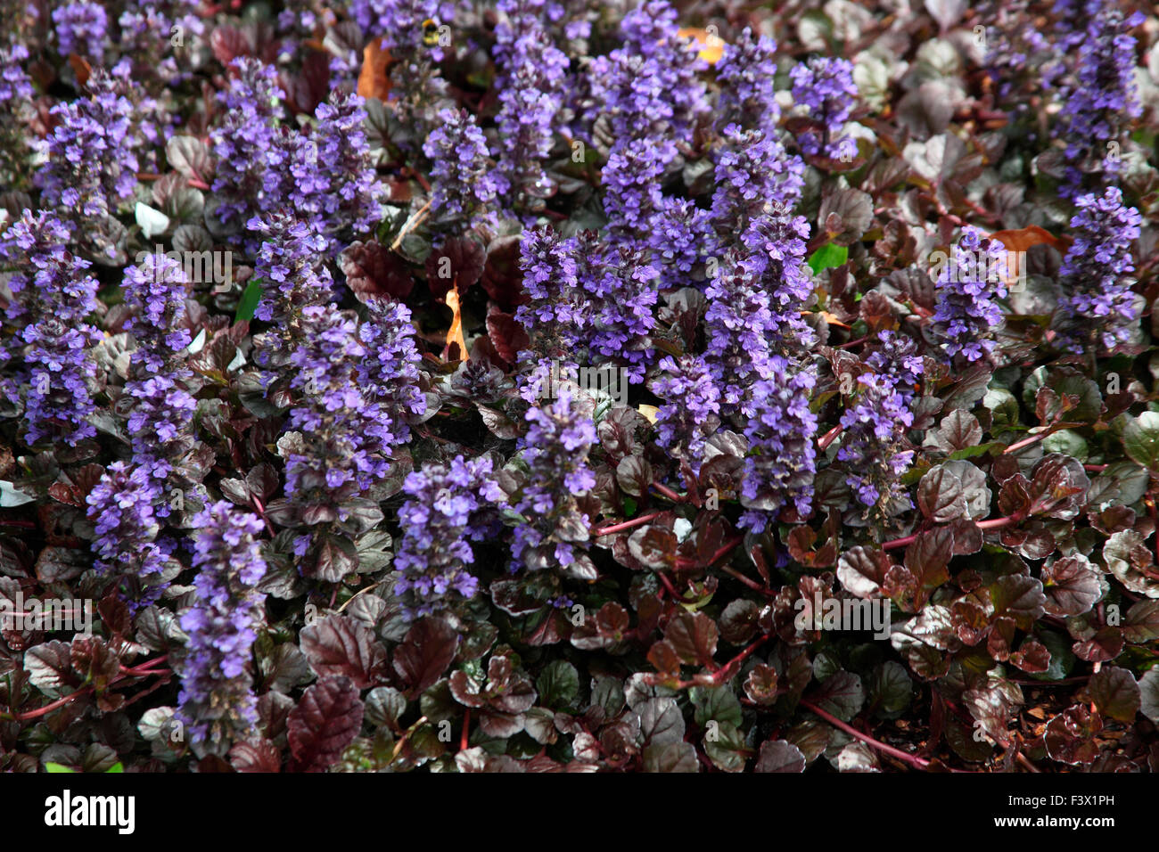 Ajuga reptans Festón negro 'Binblasca' plantas en flor Foto de stock