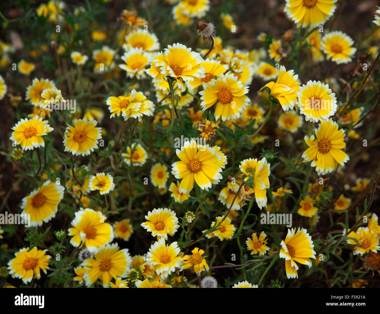 Layia platyglossa 'consejos' ordenada planta en flor Foto de stock