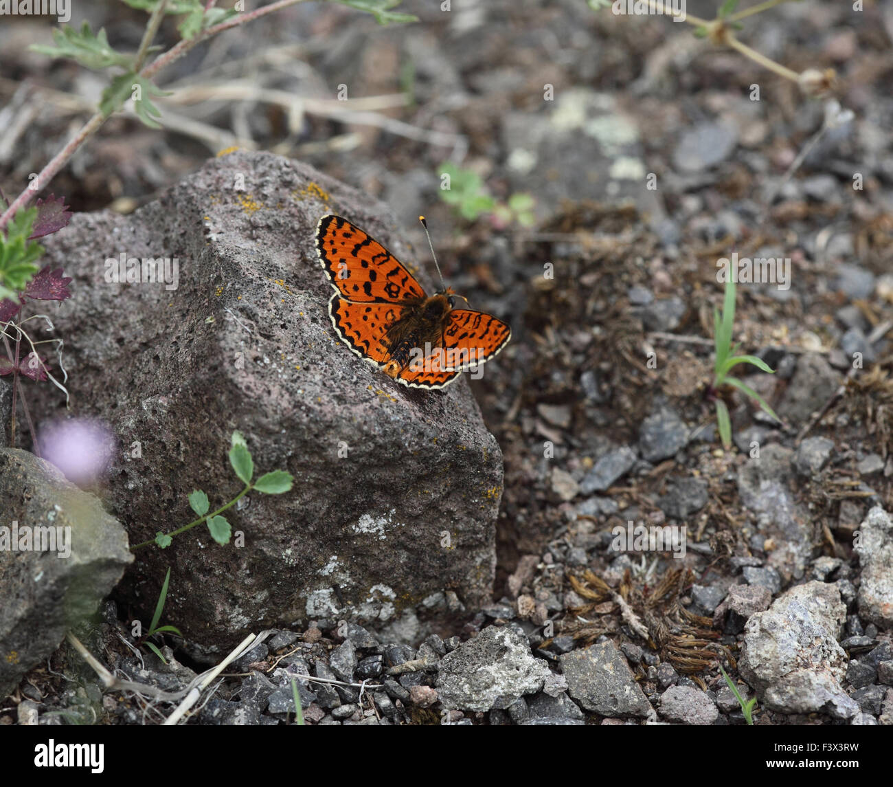 Speyeria manchada sobre roca Hungría Junio 2015 Foto de stock
