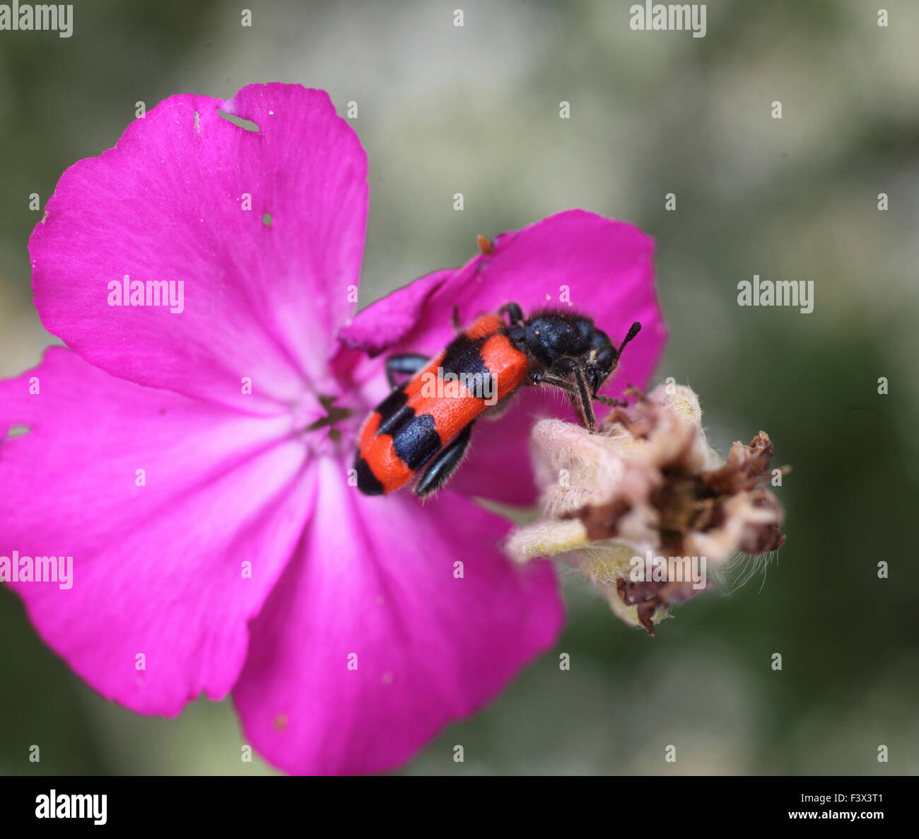 Bee killer beetle alimentándose de rose campion Hungría Junio 2015 Foto de stock