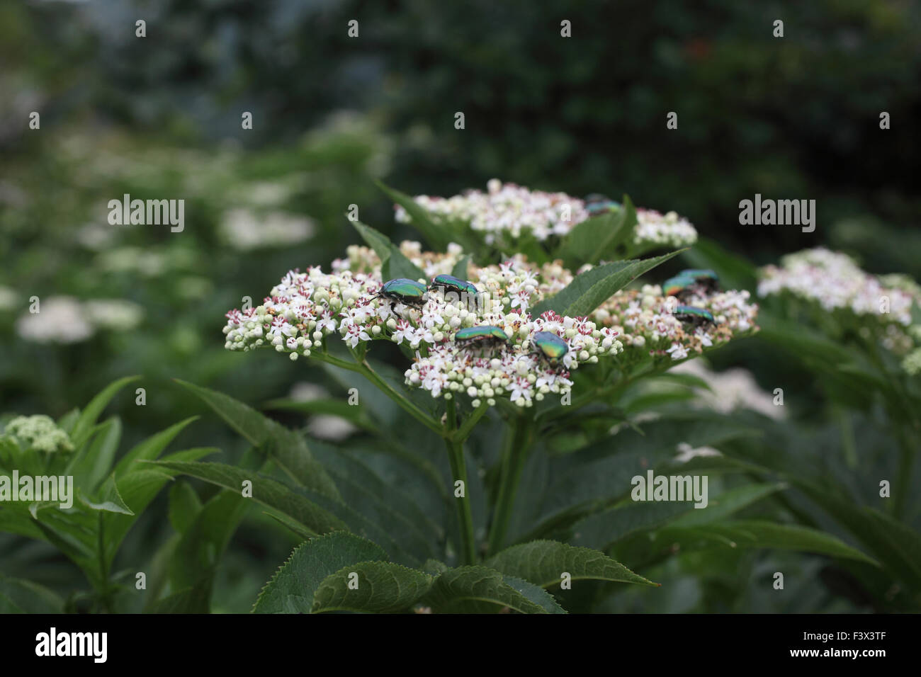Rosy chafer escarabajos alimentándose de matorral elder flores de junio de 2015 Hungría Foto de stock