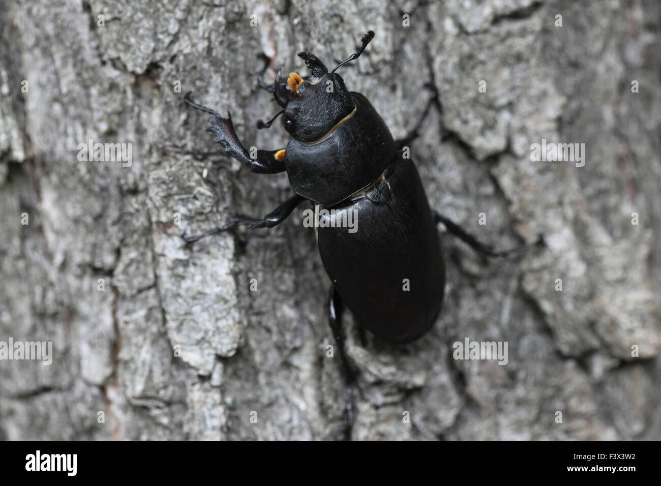 Escarabajo ciervo hembra en roble vista posterior de junio de 2015 Hungría Foto de stock