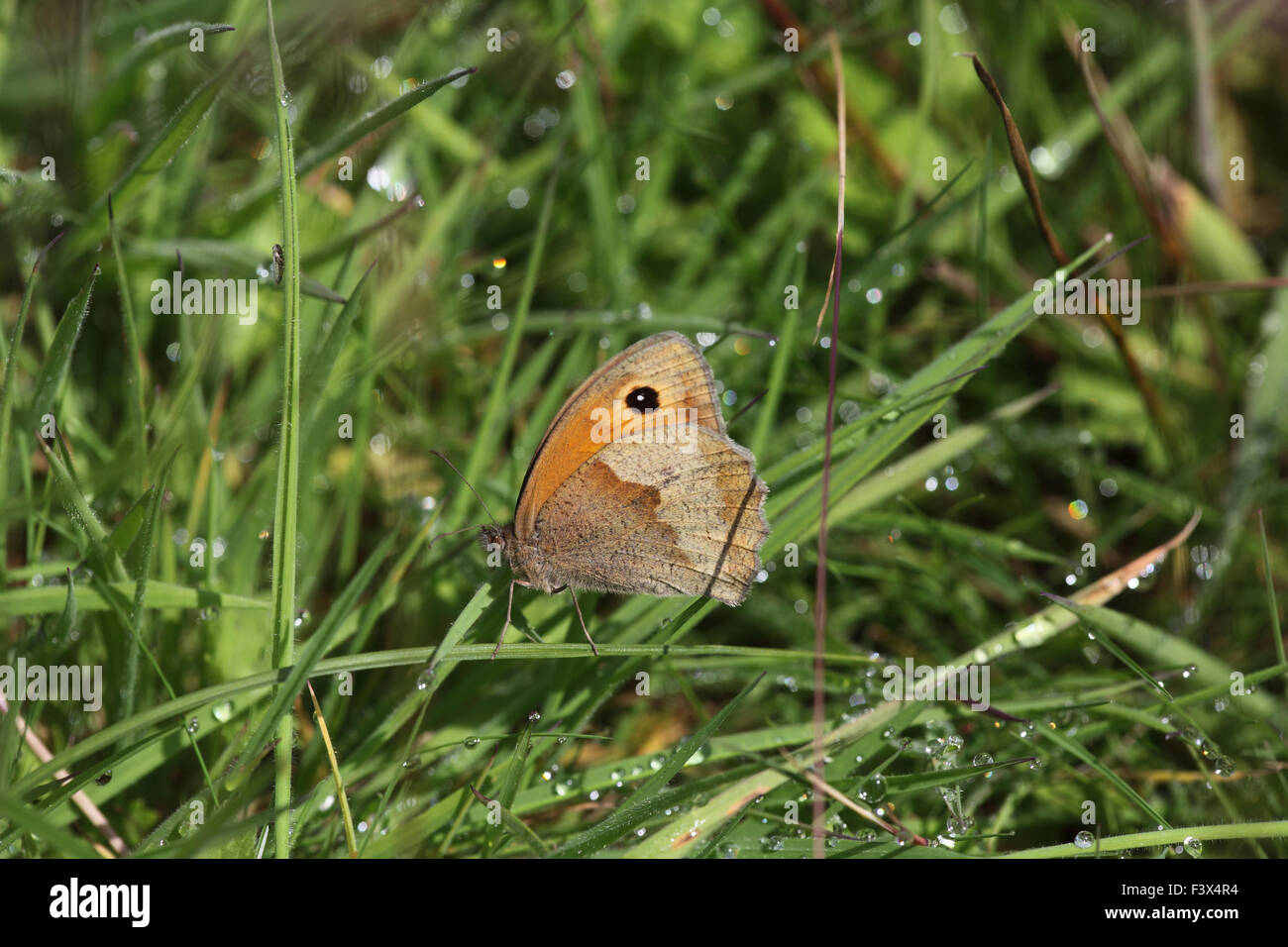 Meadow brown Maniola jurtina hembra refugiado de la lluvia en el césped largo Carmarthenshire Junio 2015 Foto de stock