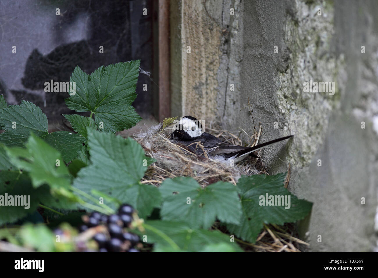 Incubando pequeños en el nido en el granero alféizar carmarthenshre Julio de 2015 Foto de stock