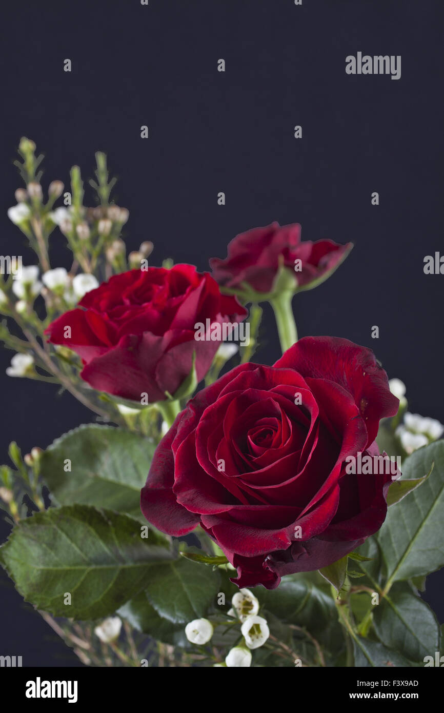 Descargar hermosas rosas fotografías e imágenes de alta resolución - Alamy