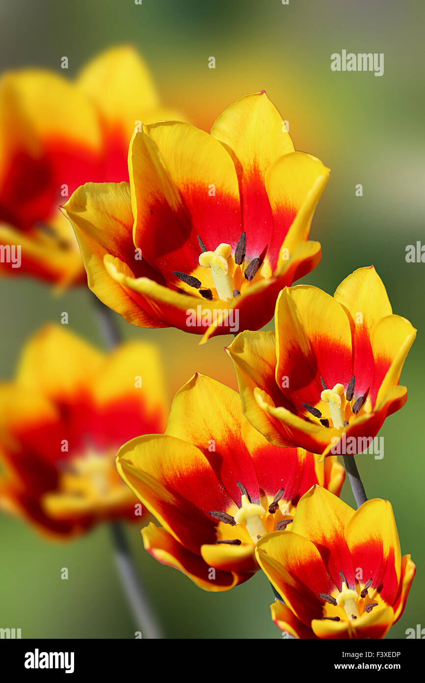 tulipanes Foto de stock