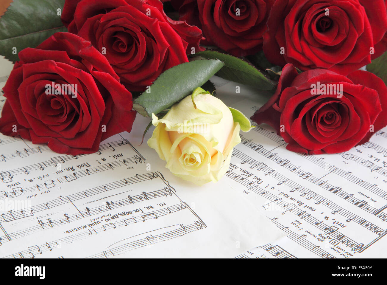 Rosas blancas y rojas Fotografía de stock - Alamy