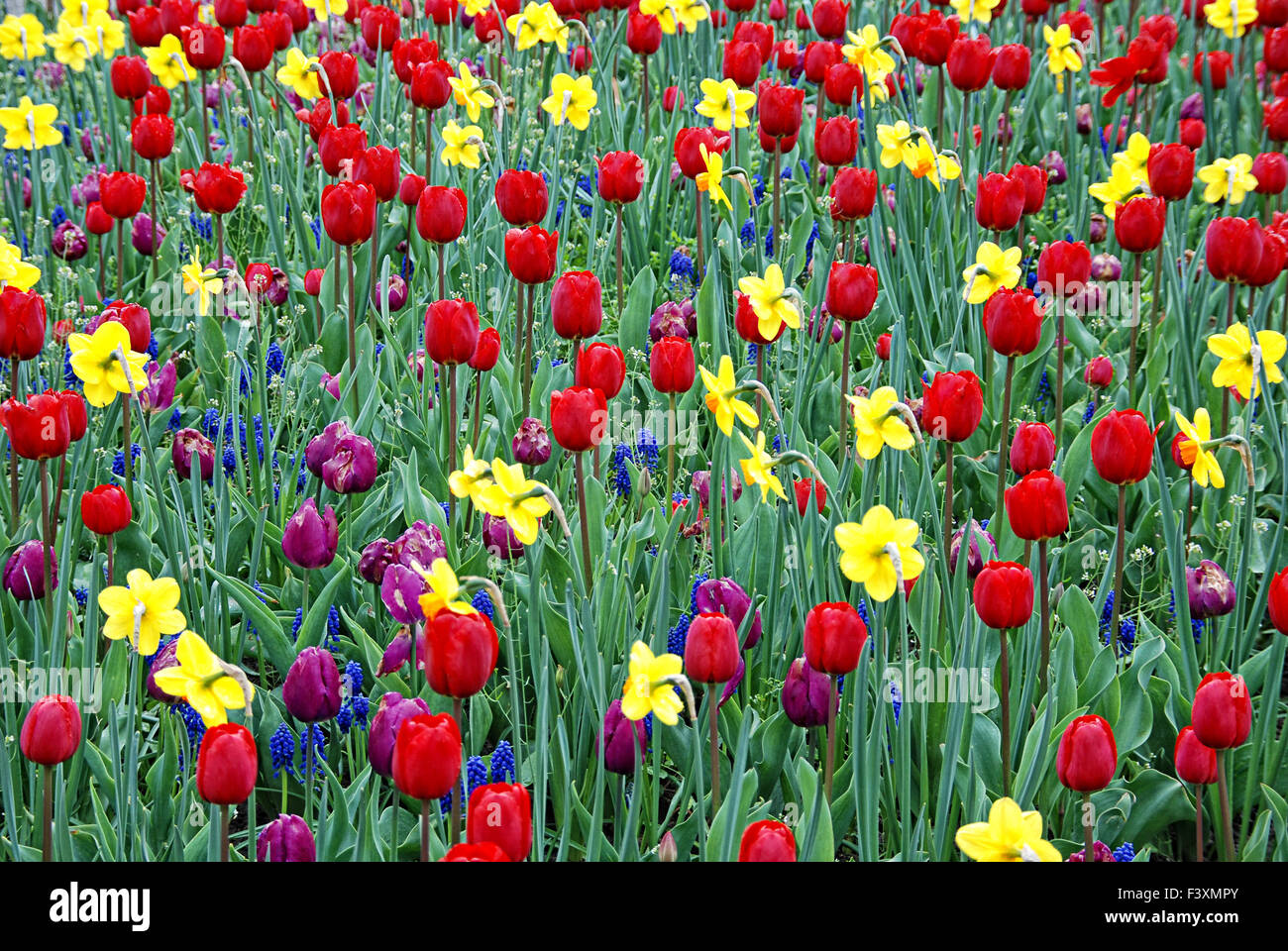 tulipanes 03 Foto de stock