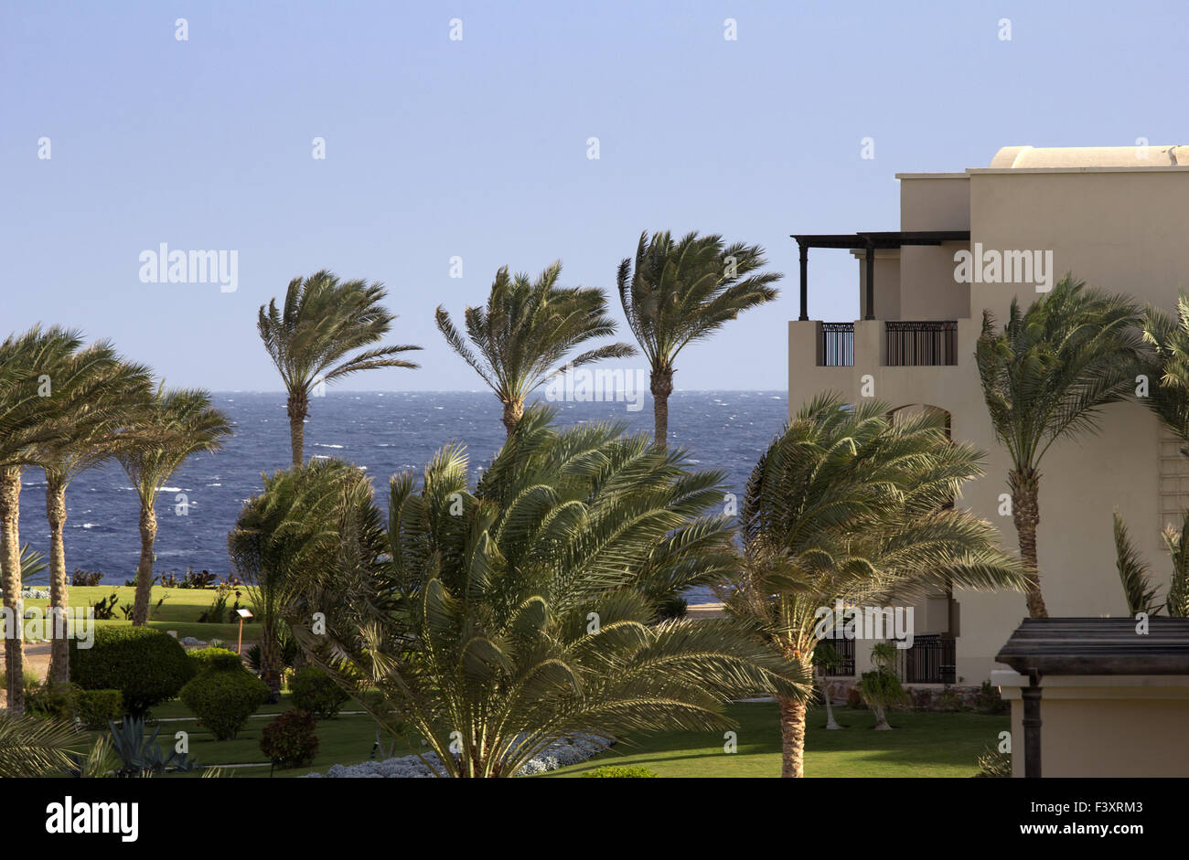 Las palmas en el mar en Egipto con espacio verde Foto de stock
