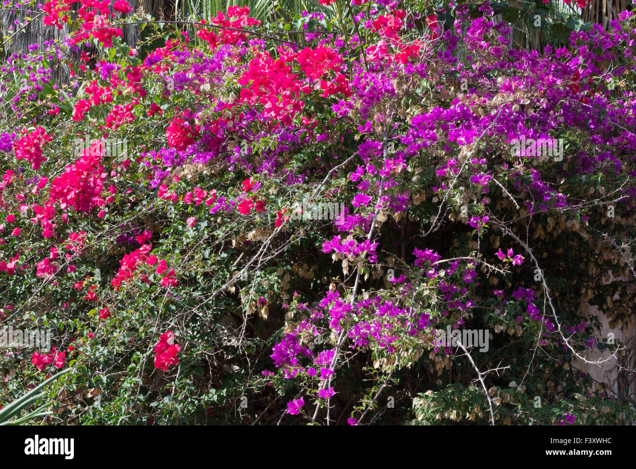 Bugambilias en dos colores Fotografía de stock - Alamy