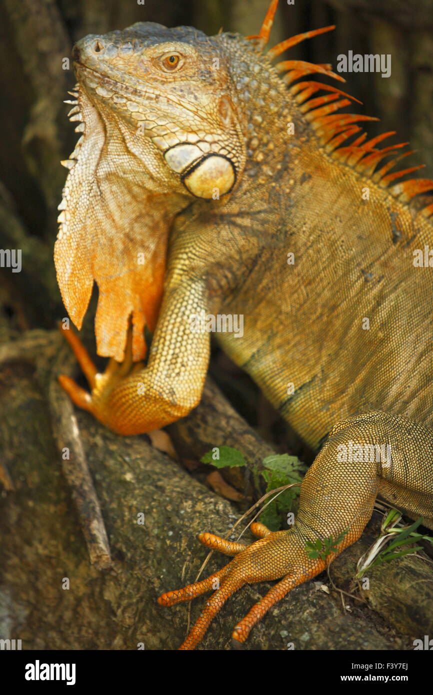Flora y fauna de costa rica fotografías e imágenes de alta resolución Alamy Flora y fauna de costa rica fotografías e imágenes de alta resolución Alamy