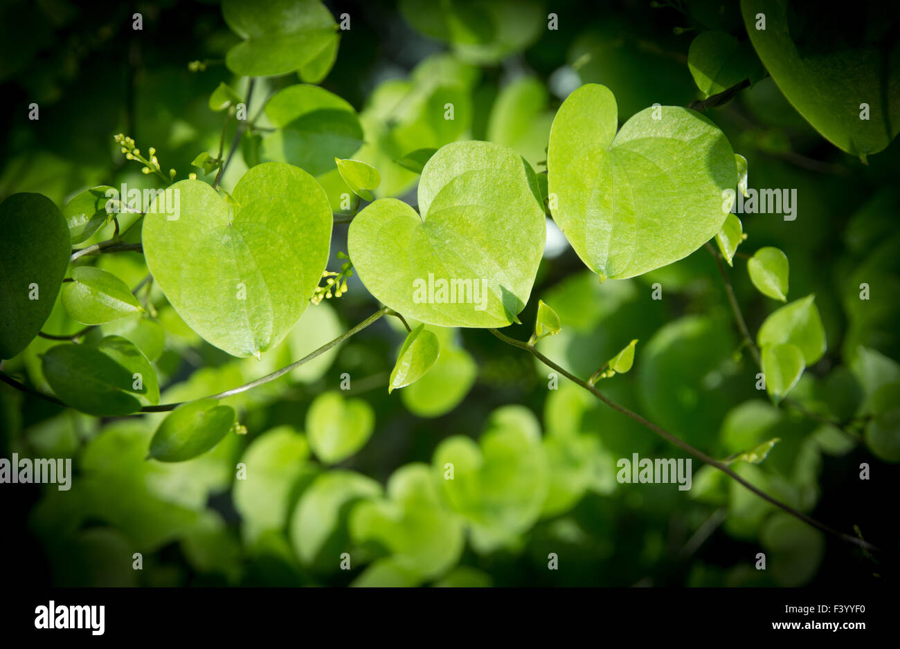 Closeup hojas en forma de corazón. Foto de stock