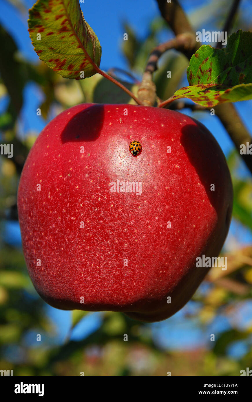 Ladybug en Apple Foto de stock