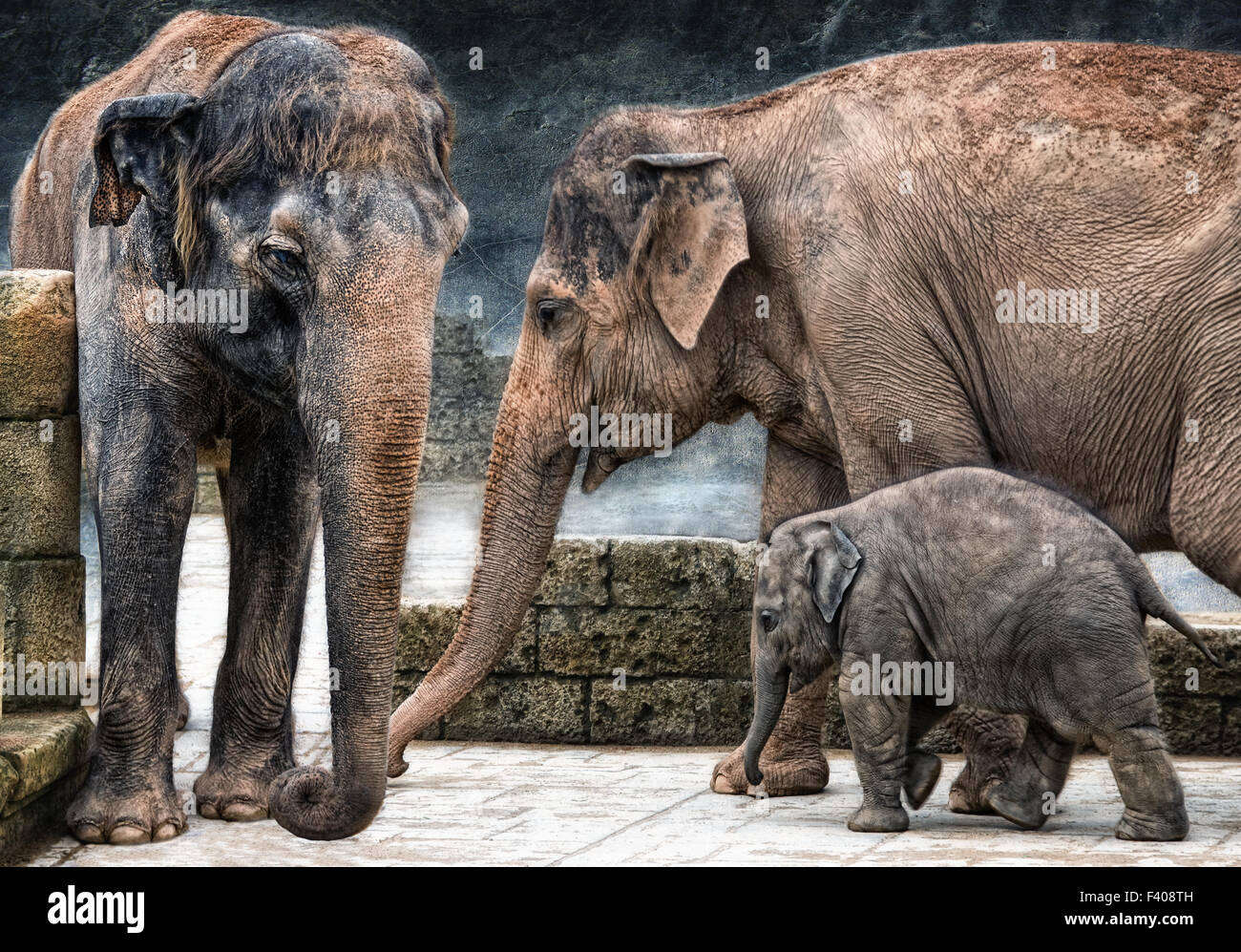Los Elephantidae asiáticos Foto de stock