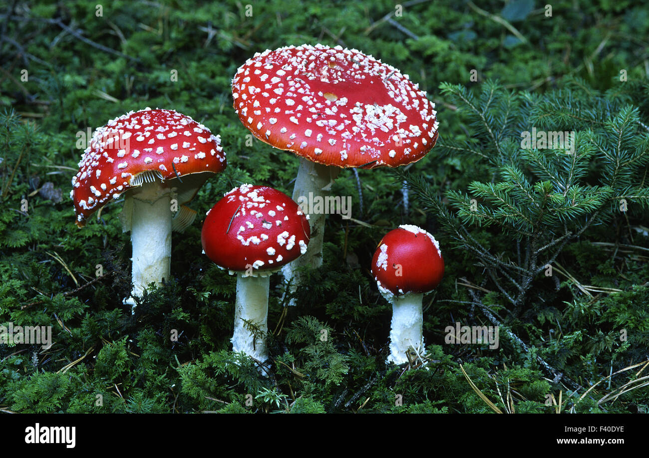 Seta de color rojo, la del "reig bord", Amanita muscaria Foto de stock