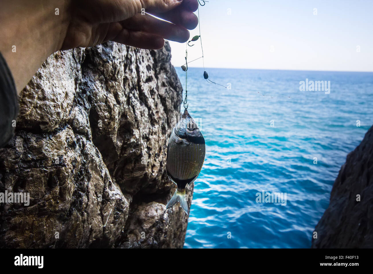 La pesca en el mar Mediterráneo sargus Rock Foto de stock
