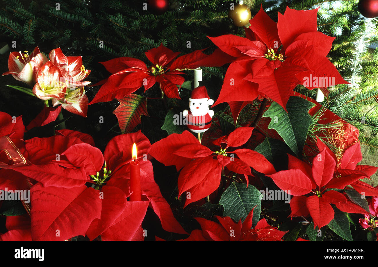 Poinsettia; todavía la vida; Foto de stock