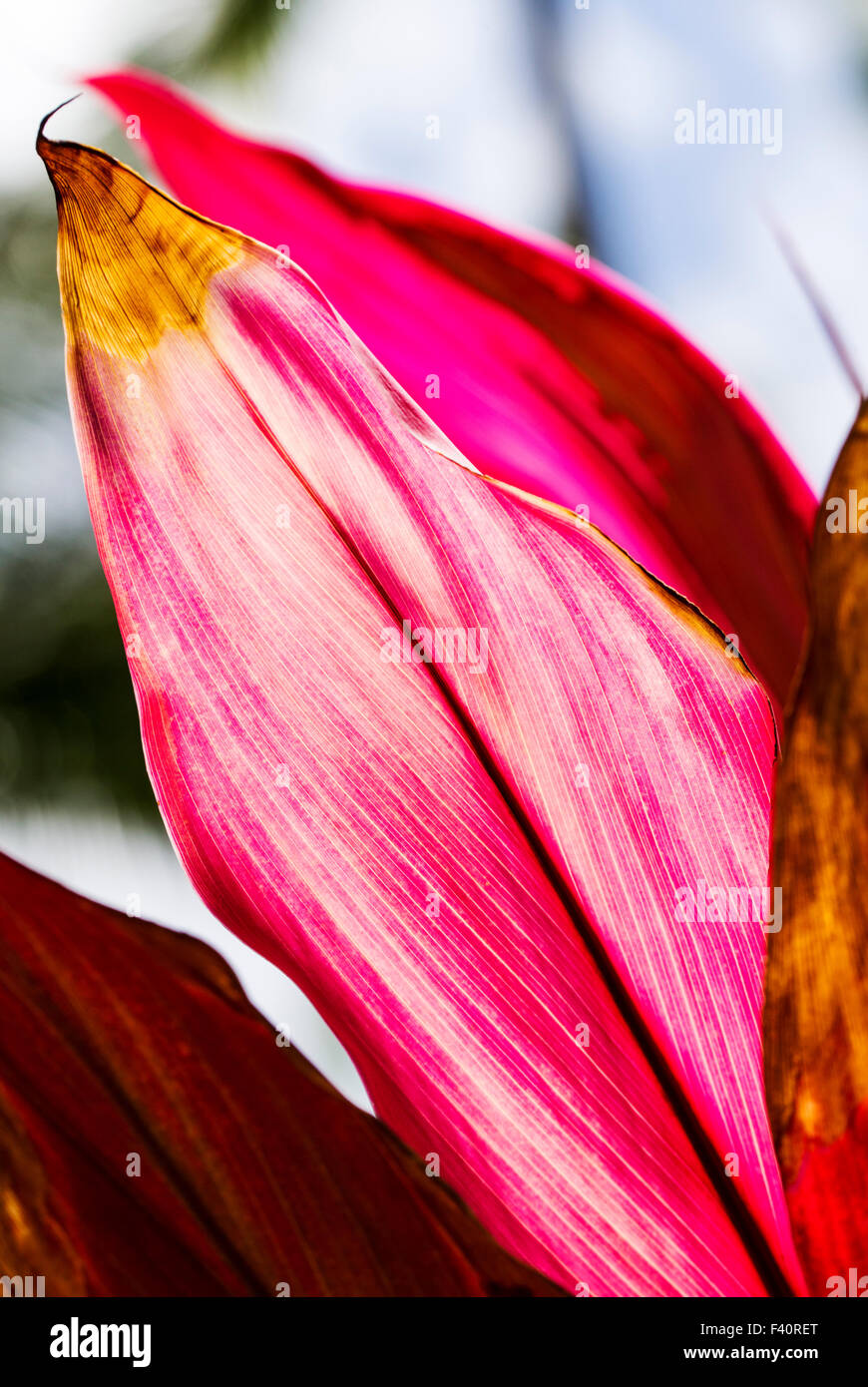 Hoja de TI Cordyline Terminalis Kalapaki;;; bahía de Kauai, Hawai'i; EE.UU. Foto de stock